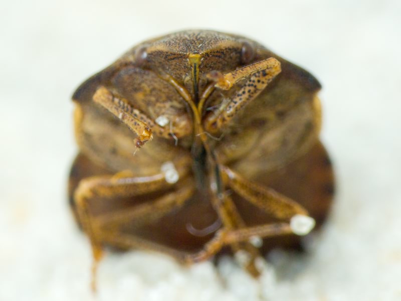 Eurygaster Laporte, 1833